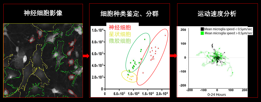 1、無標記神經(jīng)細胞共培養(yǎng).png