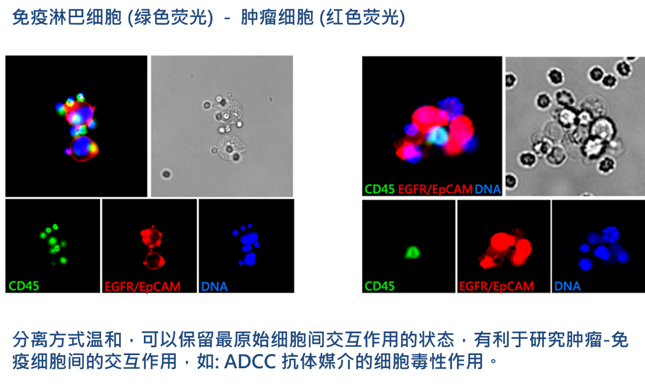 2、腫瘤-免疫細(xì)胞交互作用研究.png